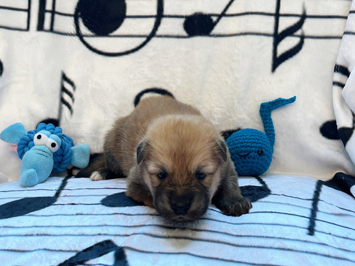 chinook puppy